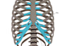 do anatomy and medical illustration